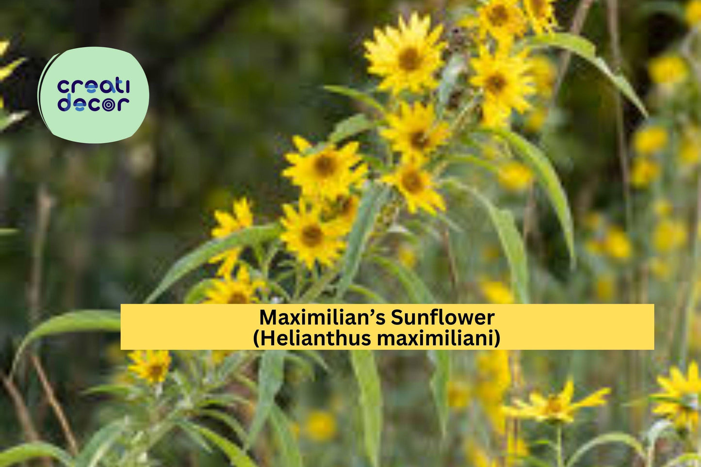 Maximilian’s Sunflower Seeds (Helianthus maximiliani) – 50 Native Perennial Seeds | Tall Yellow Blooms | Pollinator Friendly | Prairie Plant
