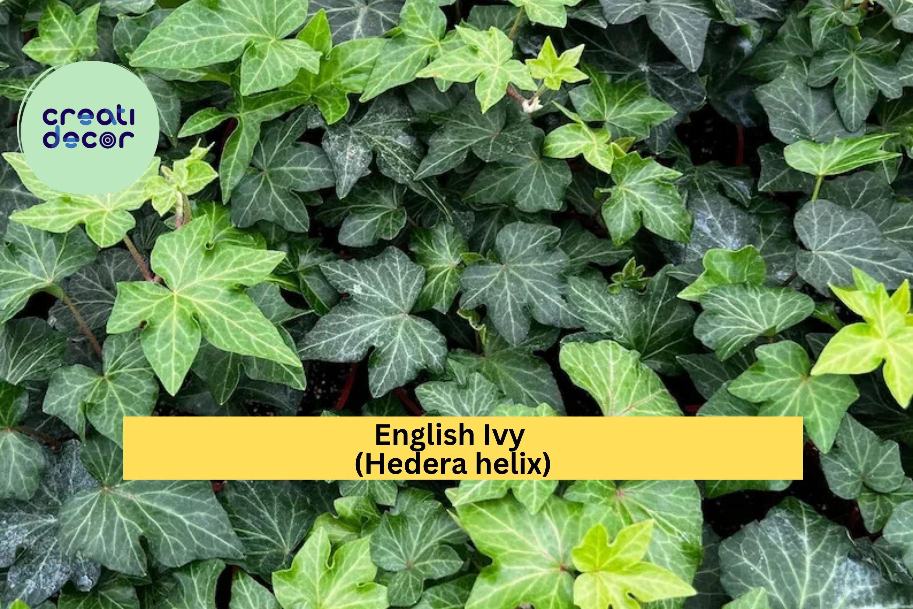 English Ivy Live Cuttings – 6-Pack Hedera helix, Some with Roots, Organic Vine Plants for Hanging Pots or Ground Cover, Hardy Zones 5–10