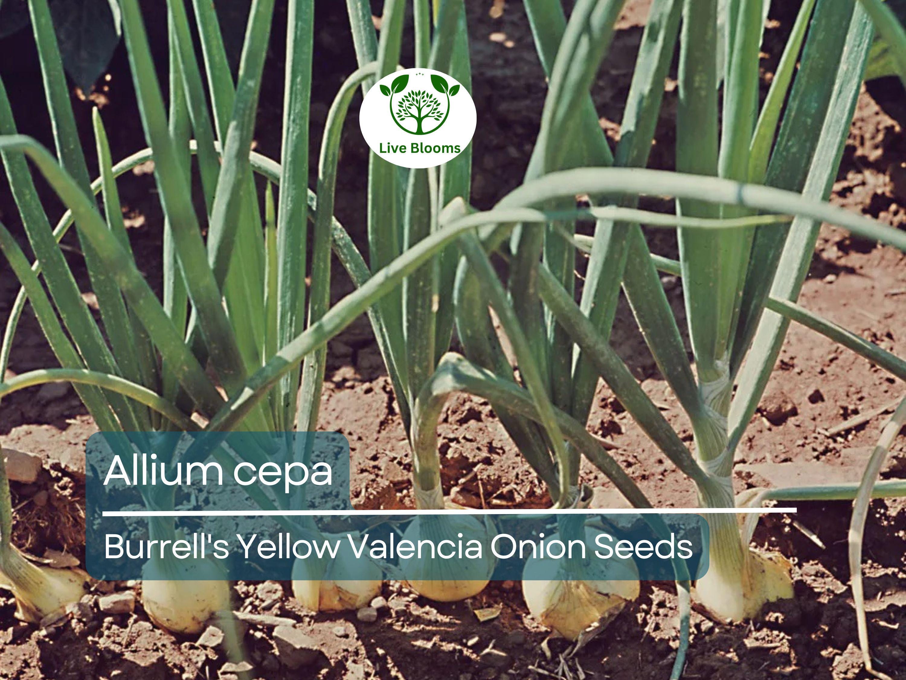 250 mg Onion Seeds - Burrell's Yellow Valencia | Allium cepa | Heirloom Vegetable Seeds for Planting, Gardening & Harvesting