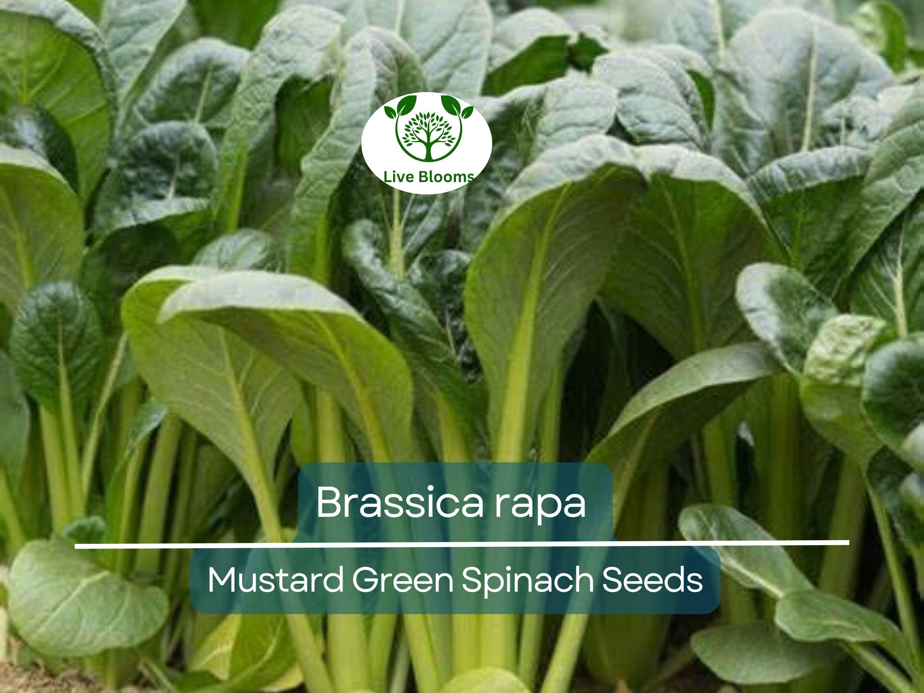 300 Seeds Mustard Green Spinach Komatsuna Tendergreen for Planting (Brassica rapa) - Healthy, Nutritious Greens for Home Gardens