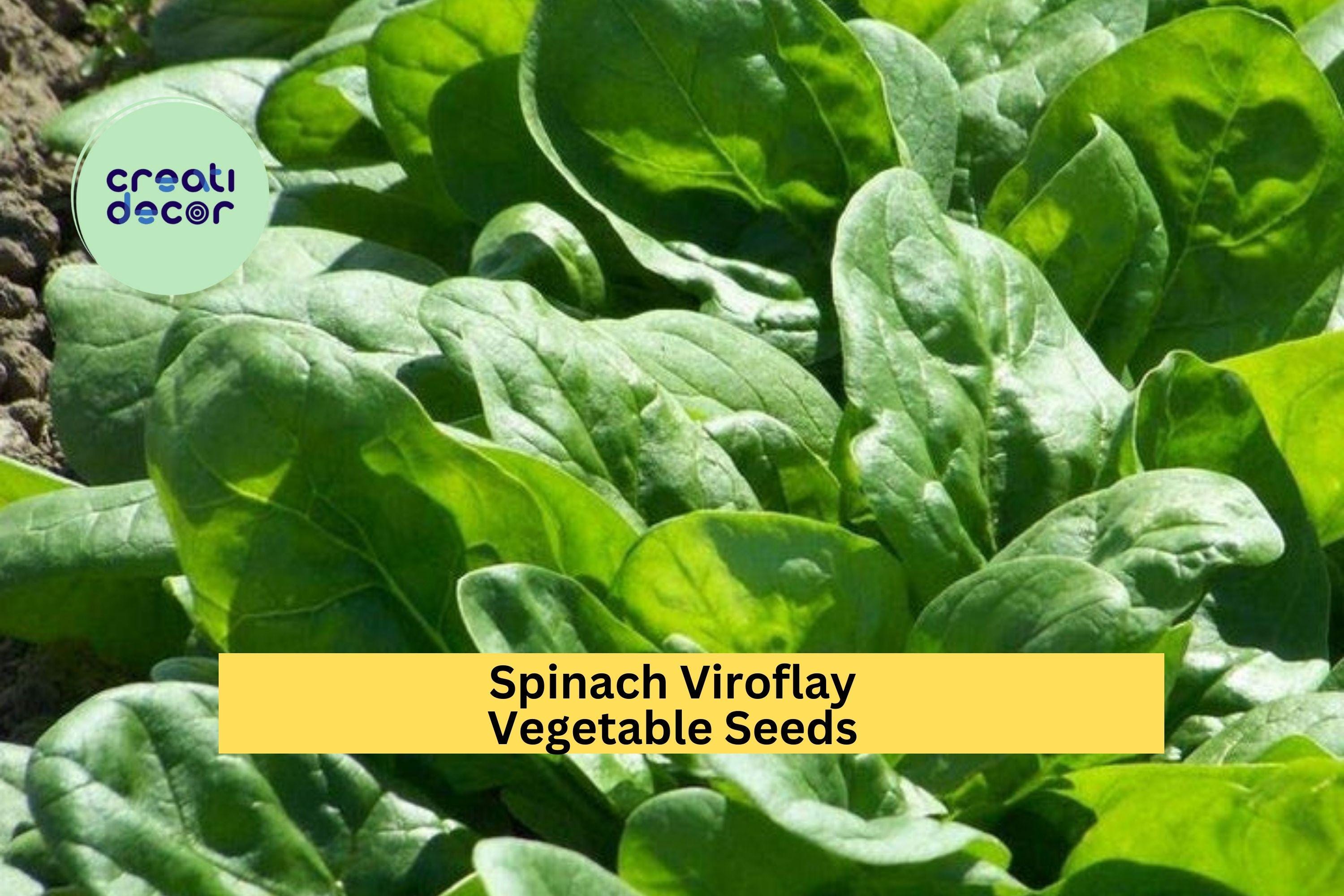 3pcs of 1g Viroflay Spinach Seeds – Giant Heirloom Variety, Tender Leaves, Fast Growing for Garden or Raised Beds Seeds for Planting