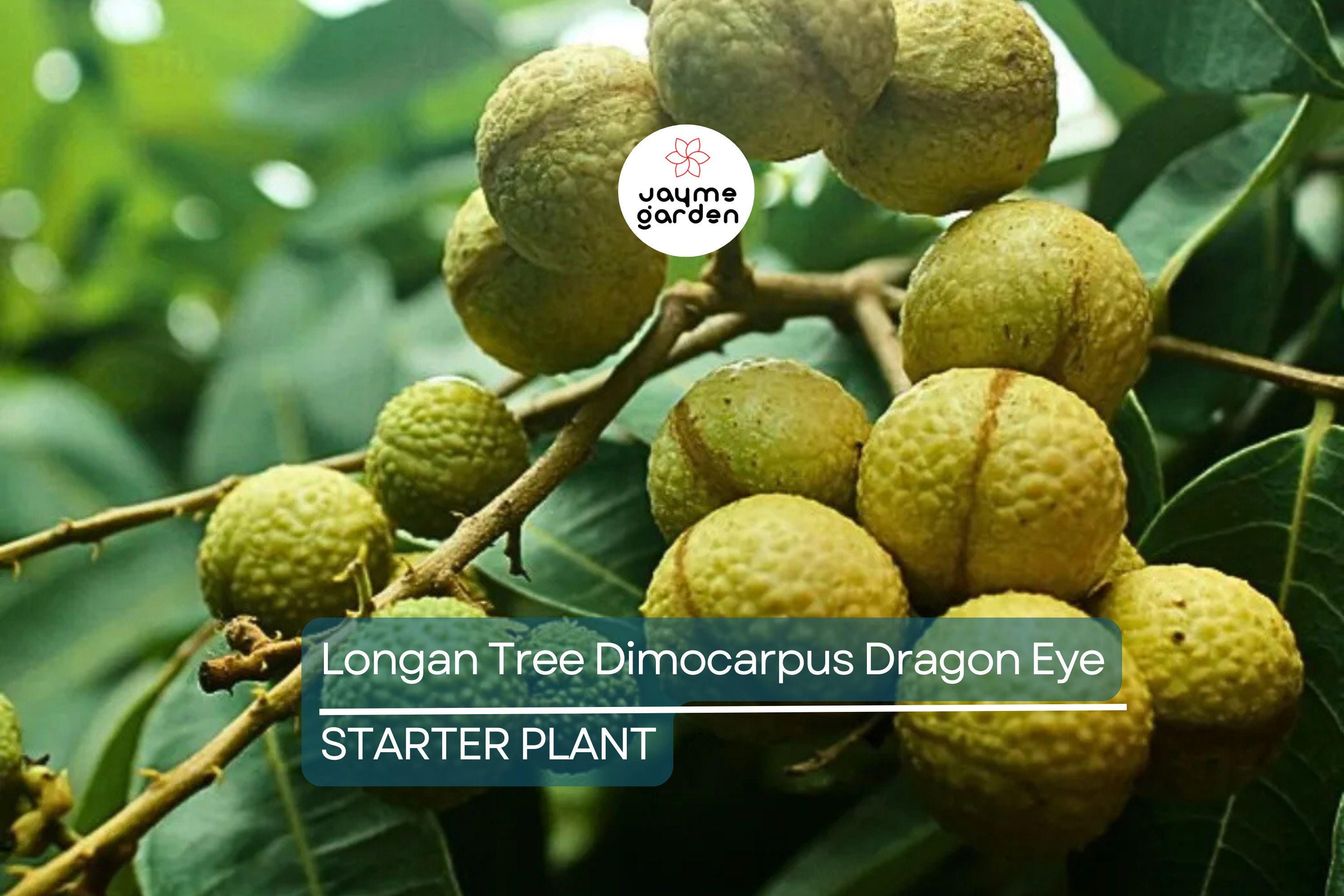 Longan Tree Dimocarpus Dragon Eye - 6” Seedling with Pot - Tropical Fruit Tree, Ready to Plant