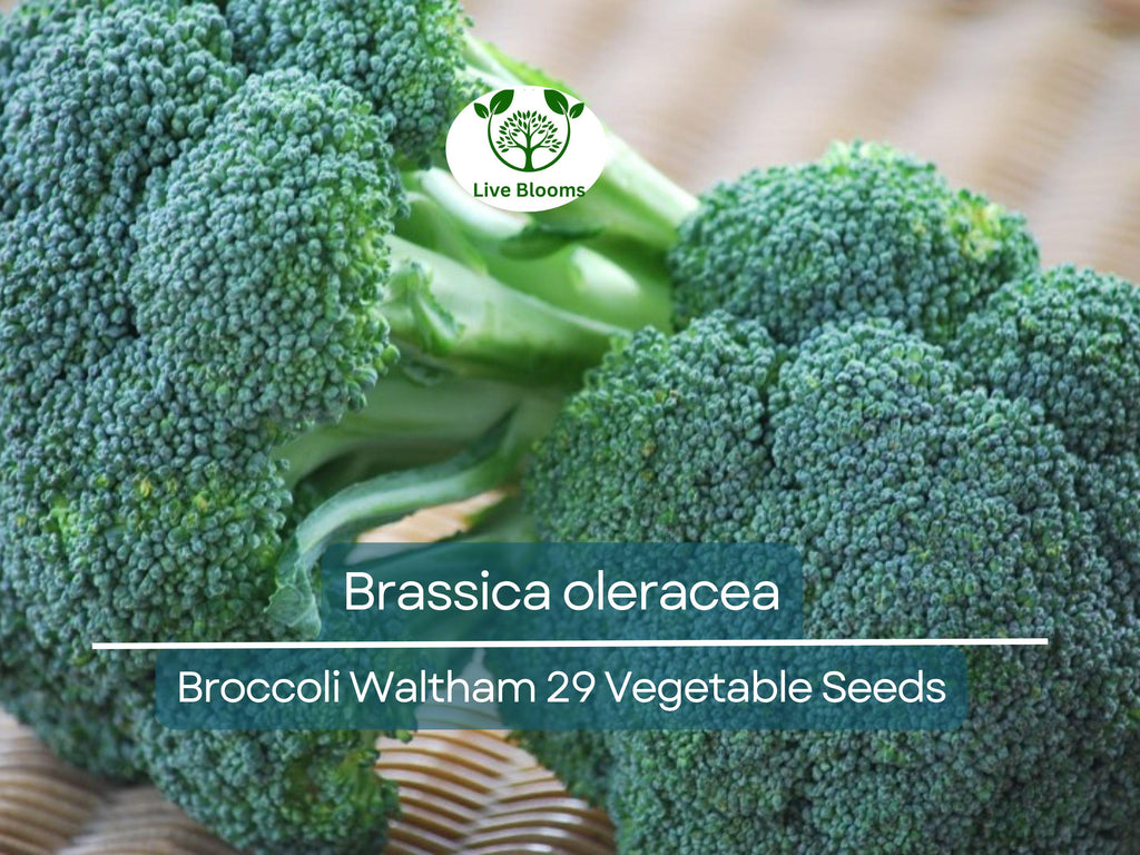 300 Seeds Broccoli Waltham 29 - Brassica oleracea | Heirloom Broccoli Seeds for Planting, Gardening & Delicious Harvests