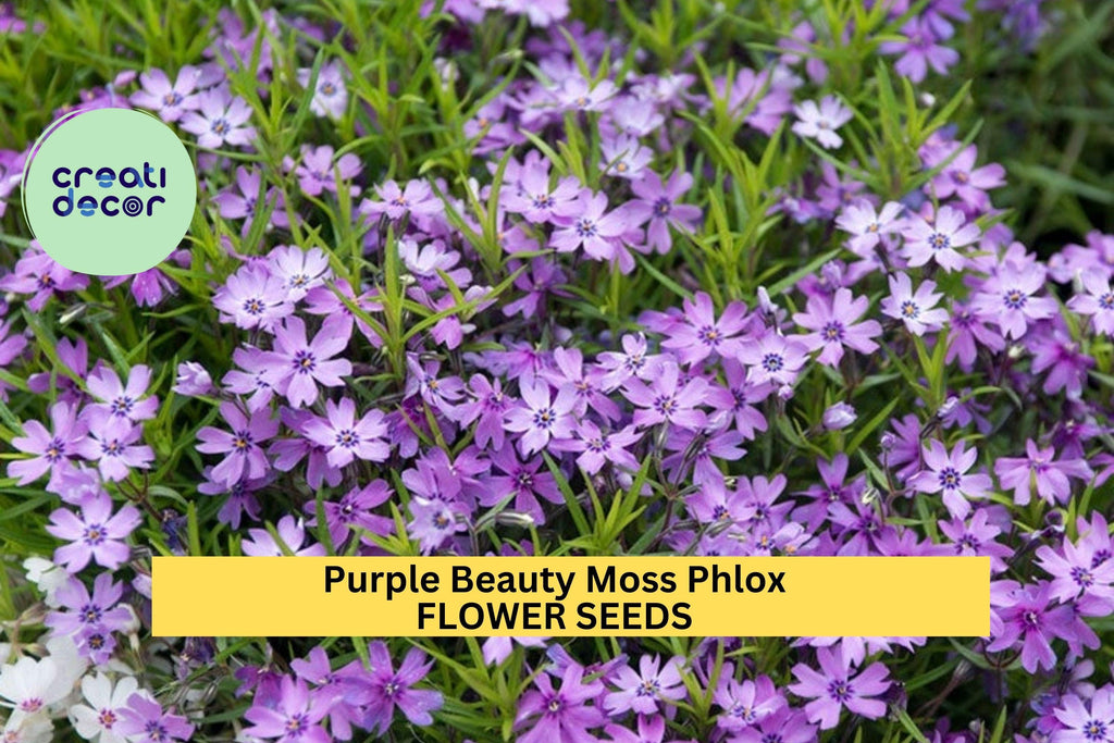 Purple Beauty Moss Phlox Seeds – 100+ Seeds – Perennial Groundcover with Lavender-Purple Spring Blooms for Borders, Slopes & Gardens – USA