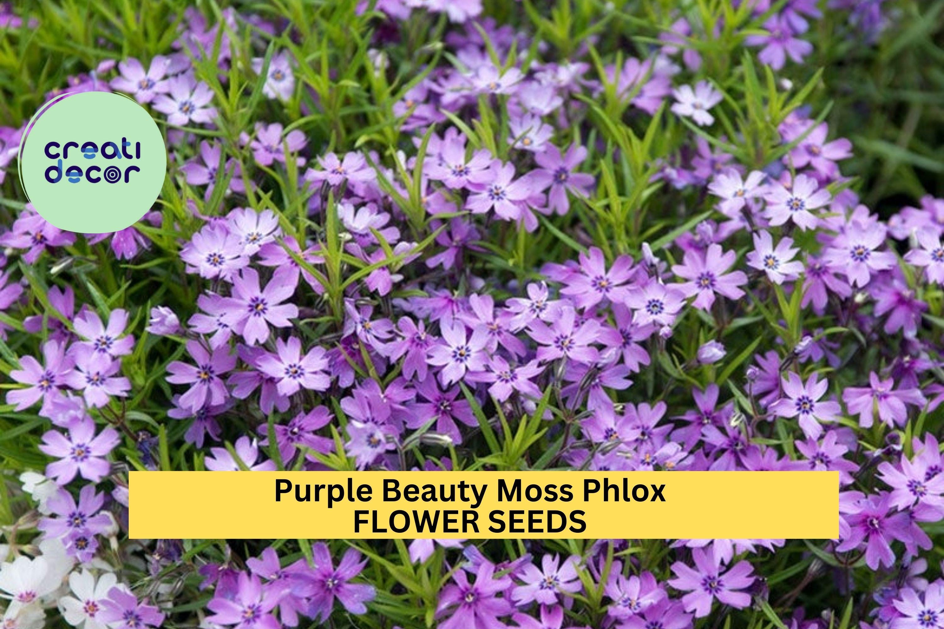 Purple Beauty Moss Phlox Seeds – 100+ Seeds – Perennial Groundcover with Lavender-Purple Spring Blooms for Borders, Slopes & Gardens – USA