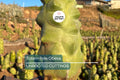 Totem Pole Obesa Cactus Cutting 9.5”-12” | Unrooted, Easy to Propagate | Sustainably Sourced | Unique Cactus for Indoor/Outdoor