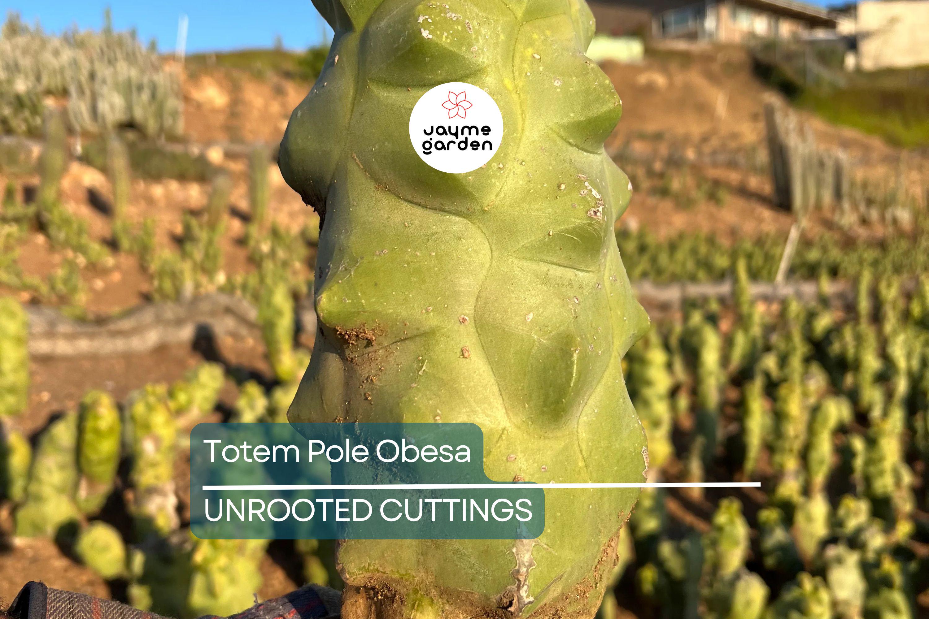 Totem Pole Obesa Cactus Cutting 9.5”-12” | Unrooted, Easy to Propagate | Sustainably Sourced | Unique Cactus for Indoor/Outdoor