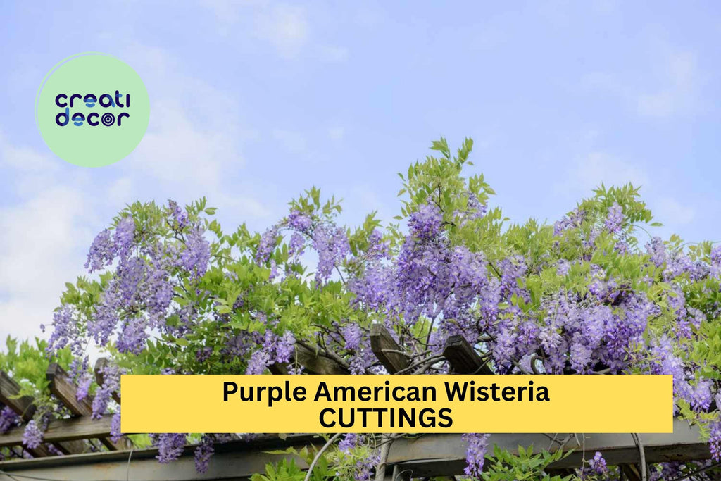 5 Purple American Wisteria Cuttings – Wisteria frutescens Unrooted Vine Stems – Native, Non-Invasive Climber – USA