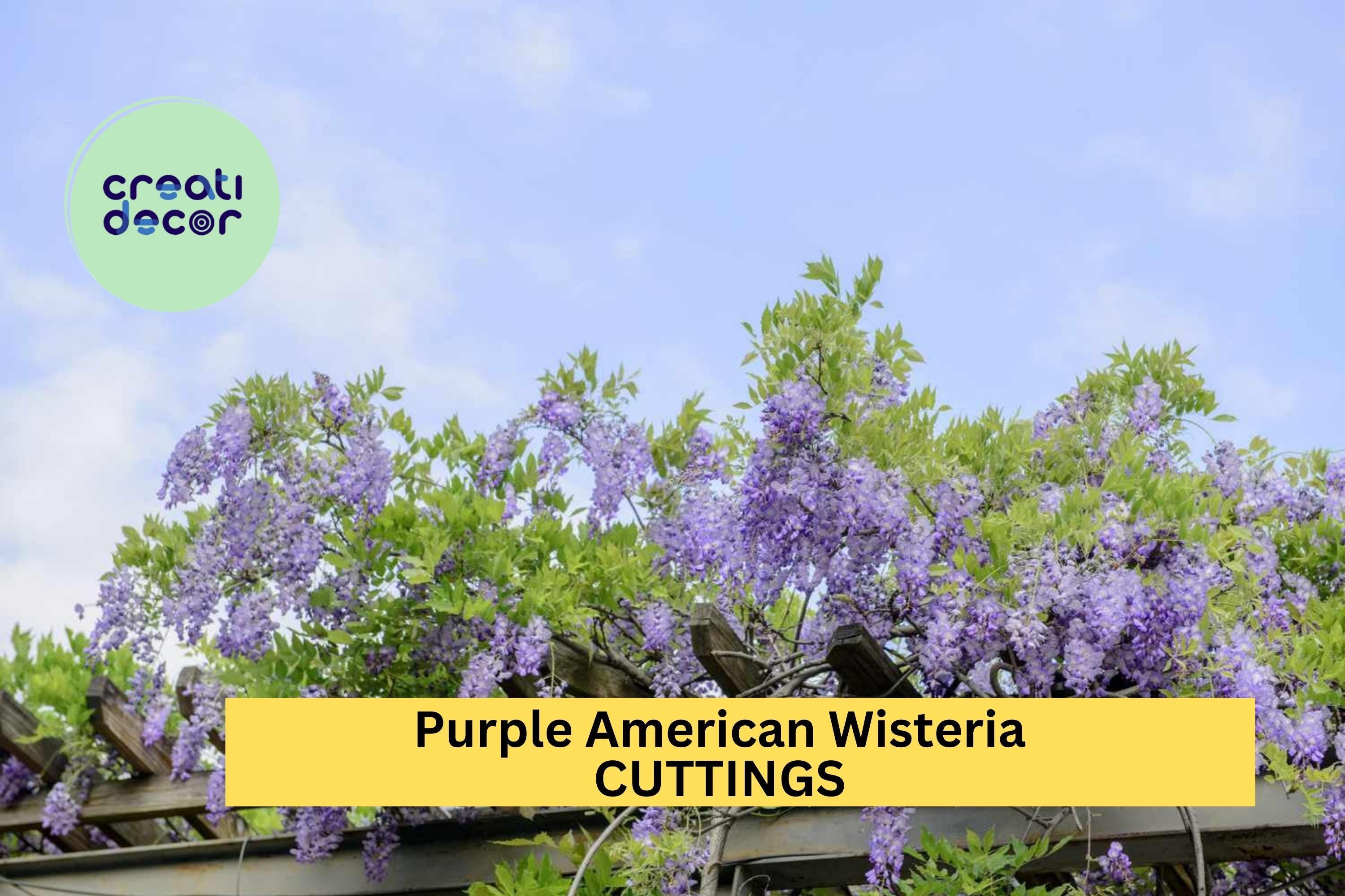 5 Purple American Wisteria Cuttings – Wisteria frutescens Unrooted Vine Stems – Native, Non-Invasive Climber – USA