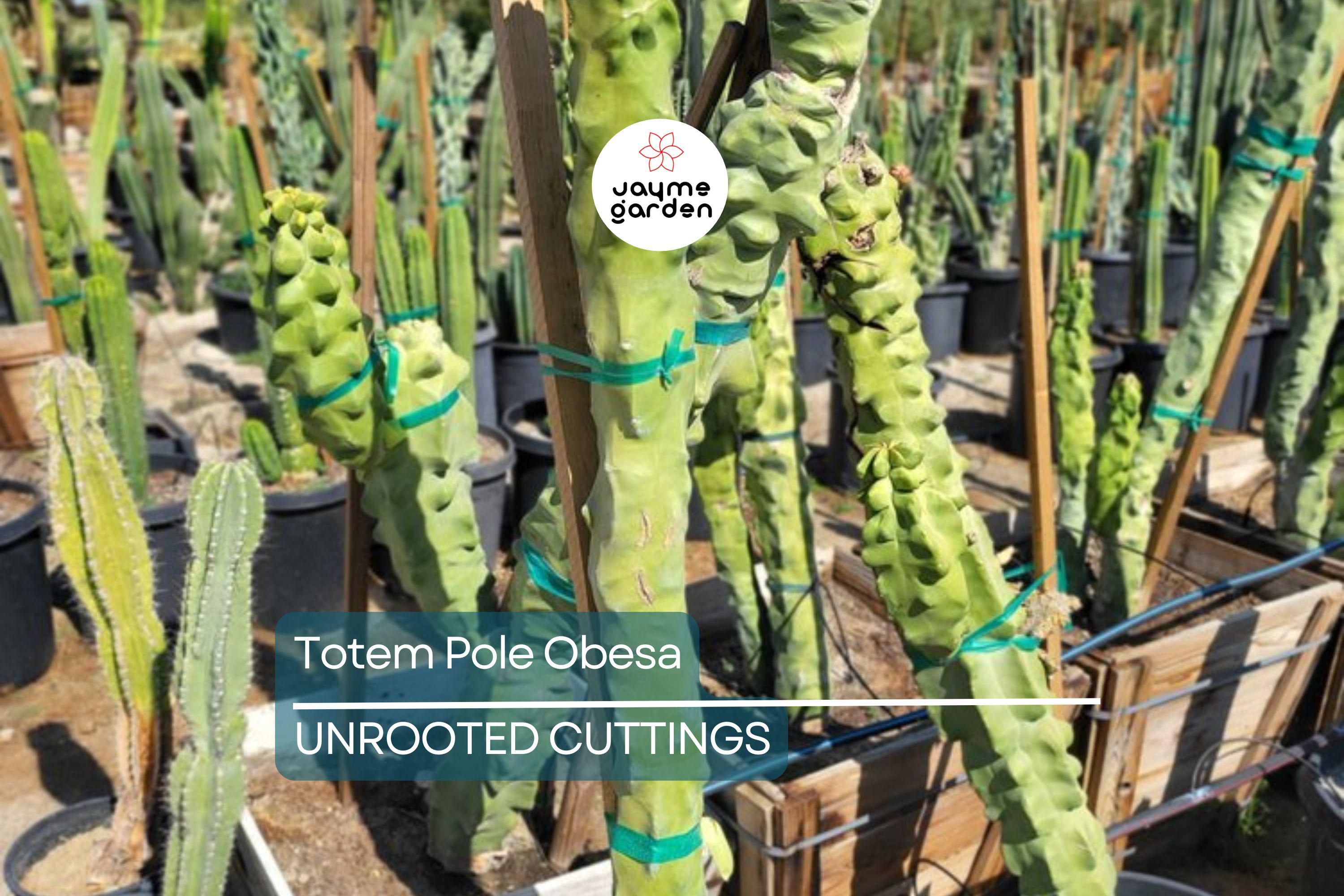 Totem Pole Obesa Cactus Cutting 9.5”-12” | Unrooted, Easy to Propagate | Sustainably Sourced | Unique Cactus for Indoor/Outdoor