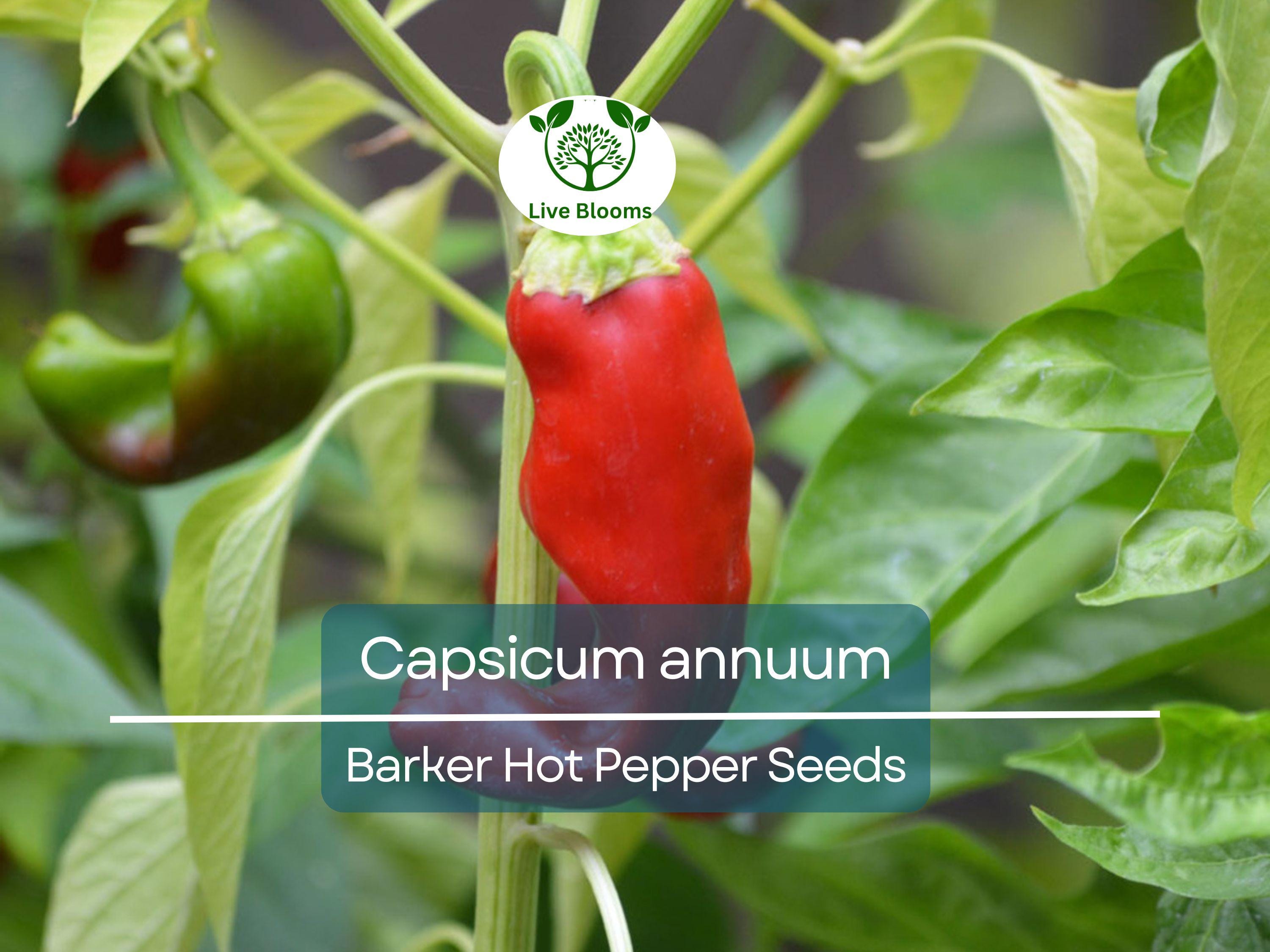 250 mg Barker Hot Pepper Seeds - Capsicum annuum | Spicy Heirloom Pepper for Planting, Perfect for Salsas, Cooking & Home Gardens