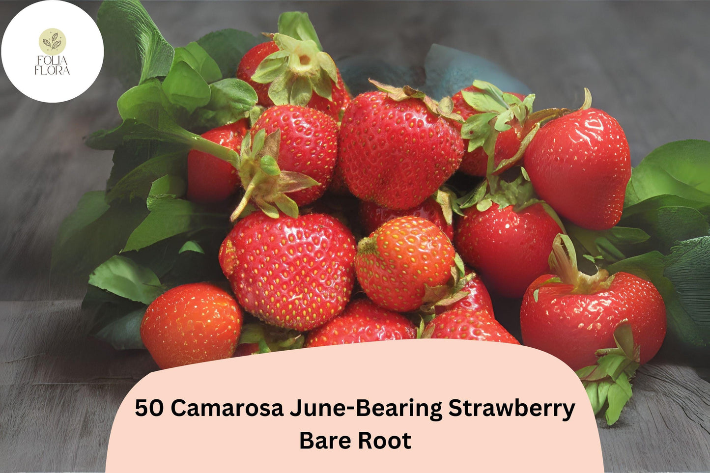 50 Camarosa Strawberry Plants | Live Bare Root June-Bearing | NON-GMO Fragaria × ananassa Garden Fruit