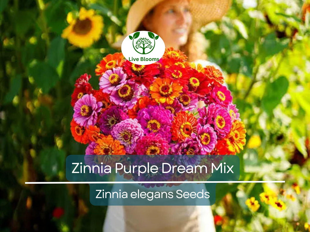 100 Seeds Zinnia Purple Dream Mix – Red Double Blooms, Attracts Butterflies & Hummingbirds, Non-GMO, Easy to Grow, Vibrant Garden Flowers