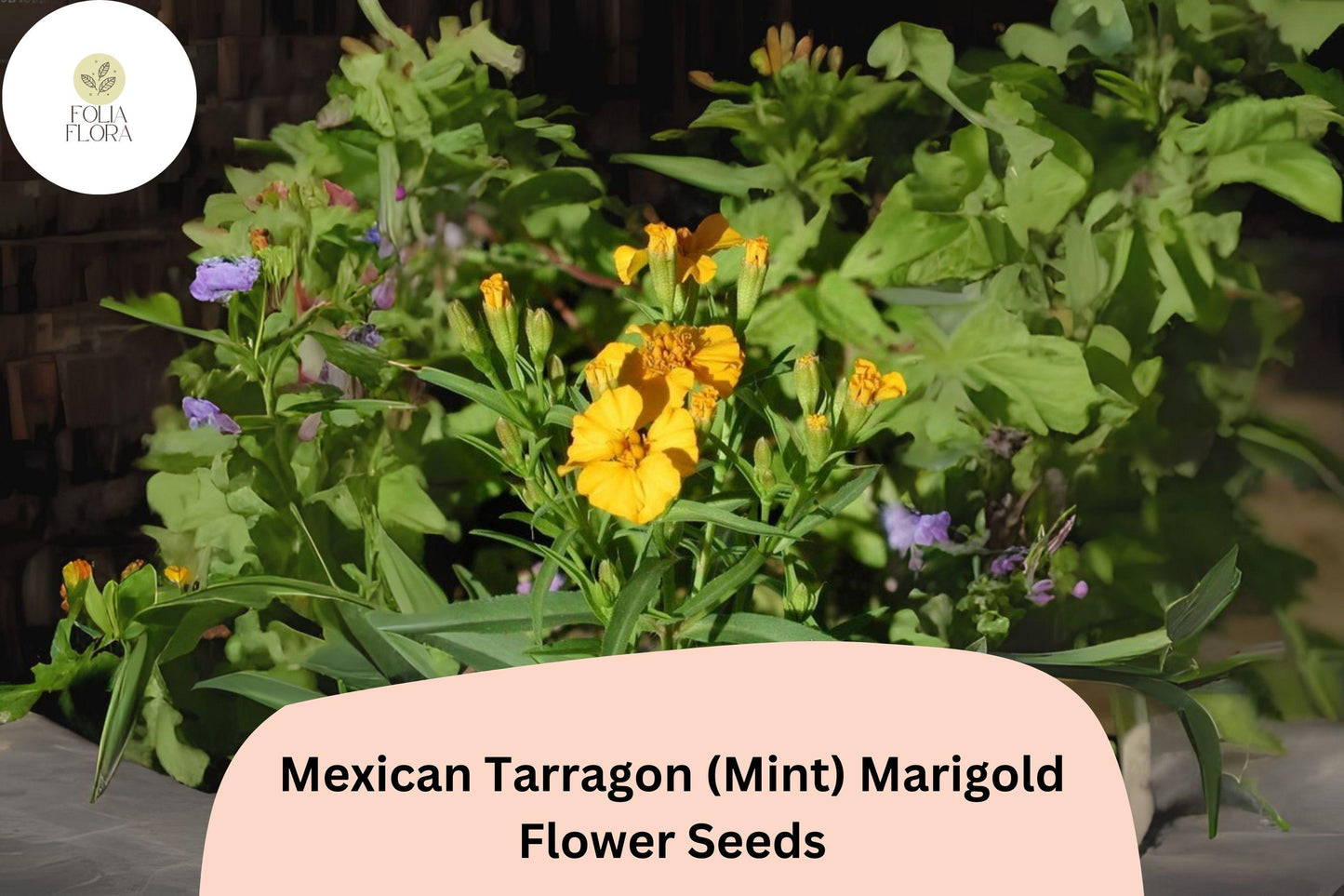 25+ Mexican Tarragon (Mint Marigold) Seeds | Tagetes lucida | Aromatic Herb & Ornamental Flower for Garden Planting