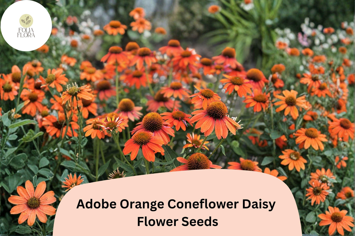 200+ Adobe Orange Coneflower Daisy Seeds | Rudbeckia hirta | Bright Orange Garden Flowers for Pollinators & Borders