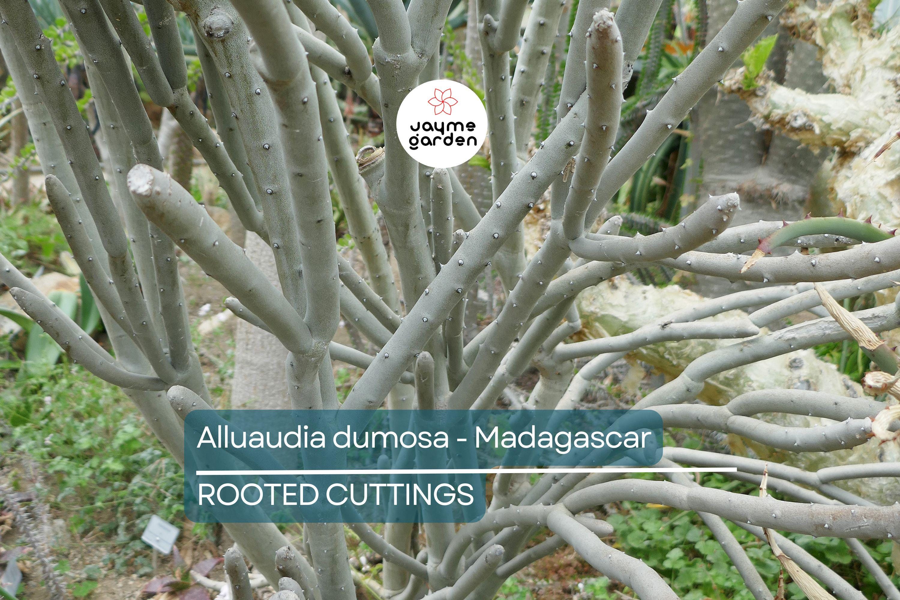 Alluaudia dumosa - Madagascar | Rooted Cutting 8"-12" | Rare Succulent