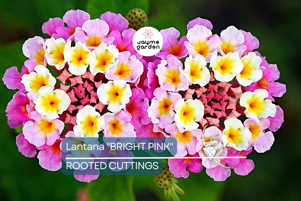 Lantana "Bright Pink" Live Rooted Starter Plug Flower Plant 1"-4" tall Vibrant Blooms, Low Maintenance, Full Sun