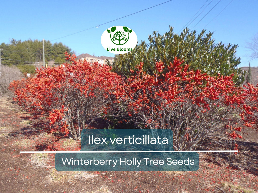 250 mg Seeds Ilex Verticillata - Winterberry Holly for Planting | Decorative Shrub for Wildlife & Landscaping