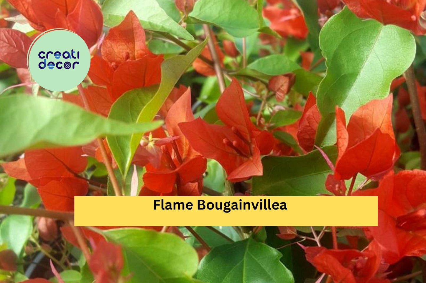 Flame Bougainvillea | Live Rooted Starter Plug Plant | Tropical Flowering Vine with Bold Orange-Red Bracts for Garden & Containers