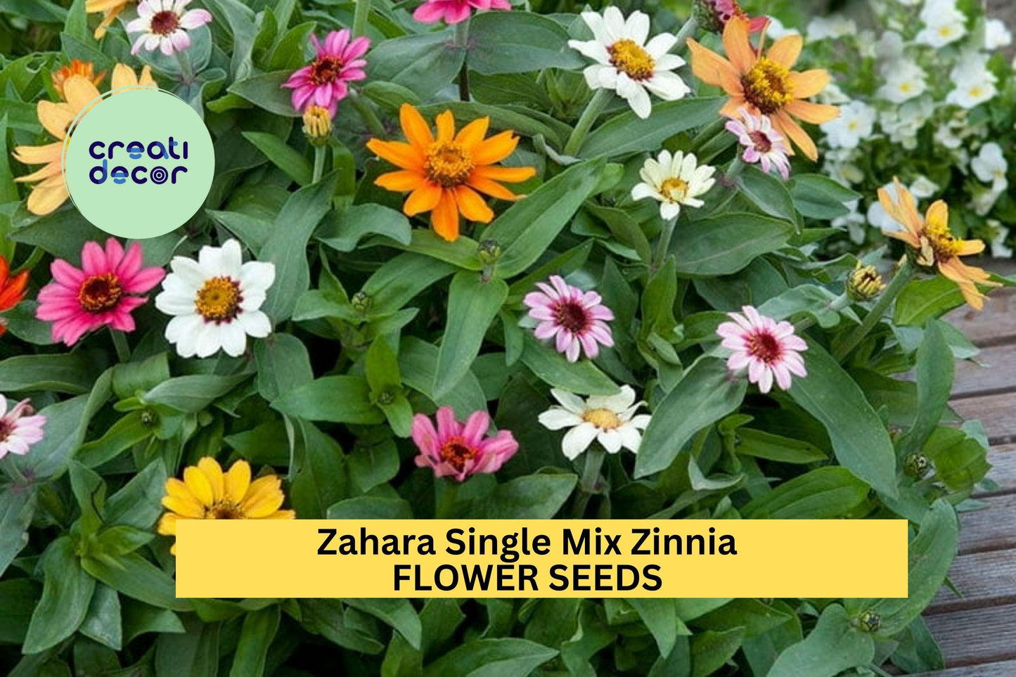 100+ Zahara Single Mix Zinnia Seeds – Bright Single Blooms for Garden Planting, Heat & Drought Tolerant Annual Flowers – USA