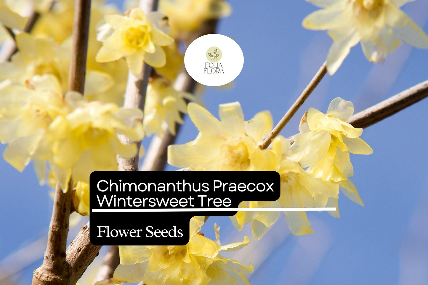 10 Seeds Chimonanthus Praecox Wintersweet Tree | Fragrant Heirloom Shrub | Hardy, Ornamental & Winter-Blooming