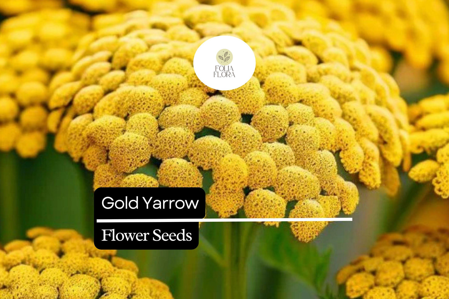 Gold Yarrow (Achillea filipendulina) | 500 - 10,000 Seeds – Drought-Tolerant, Pollinator-Friendly Flower