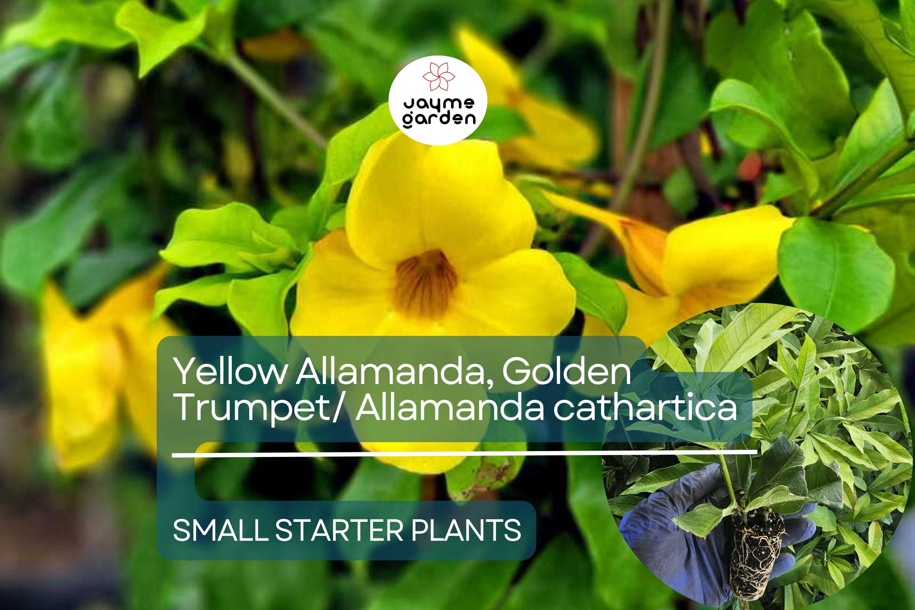 Yellow Allamanda Small Starter Plant - Golden Trumpet (Allamanda cathartica) - Tropical Perennial with Vibrant Yellow Flowers