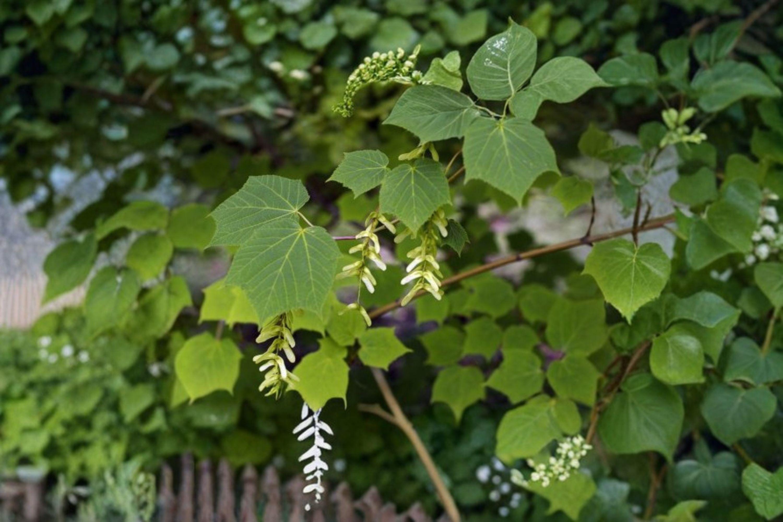 Manchurian Striped Maple – Acer tegmentosum 10 Seeds | Distinctive Green Striped Bark | Rare Ornamental Maple | Four-Season Interest