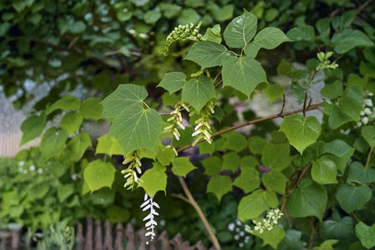 Manchurian Striped Maple – Acer tegmentosum 10 Seeds | Distinctive Green Striped Bark | Rare Ornamental Maple | Four-Season Interest