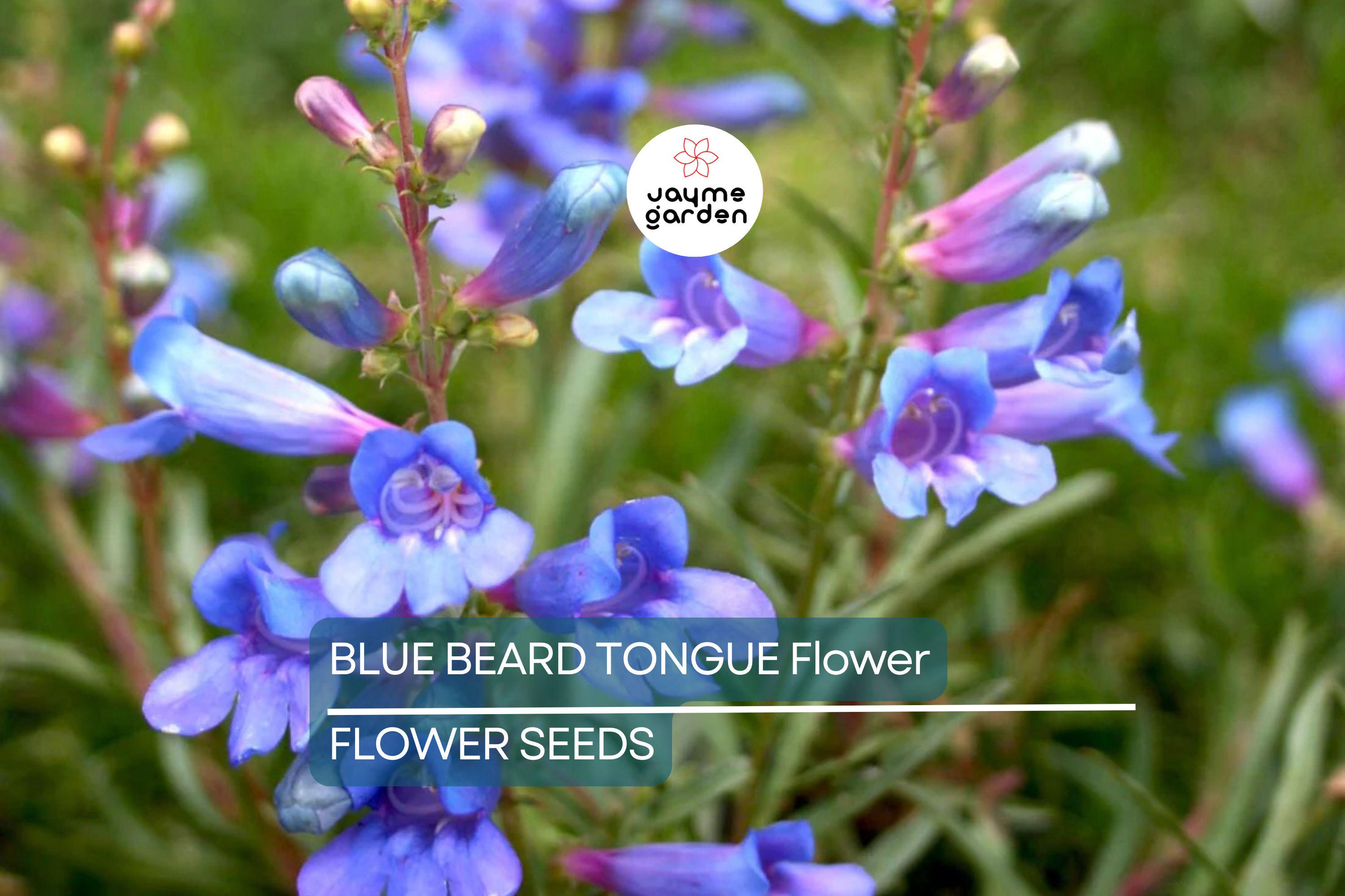 20 Blue Beard Tongue Seeds – Penstemon spectabilis, Hummingbird & Butterfly Magnet