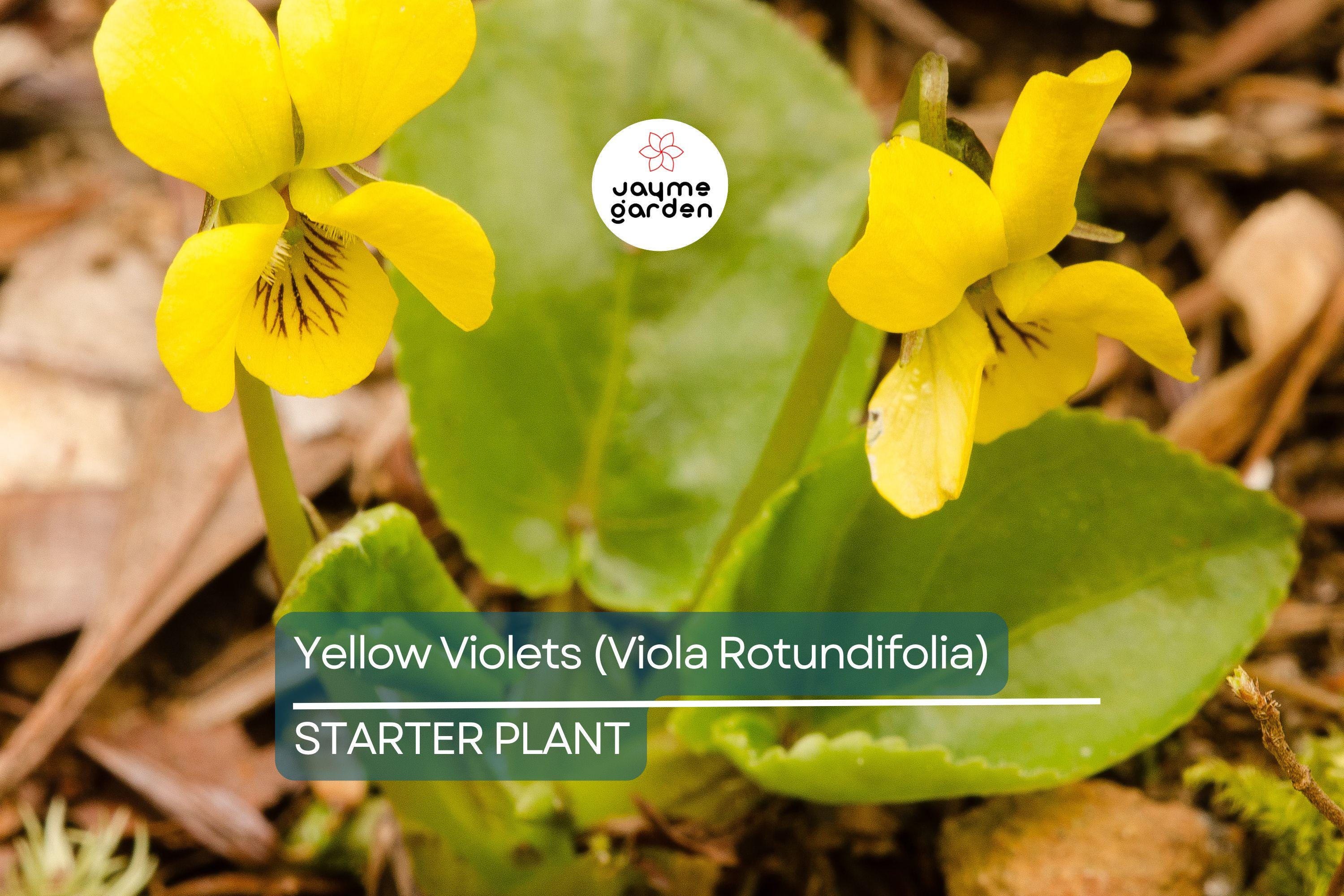Yellow Violets (Viola Rotundifolia) | Bare-Root Starter Plants - Heart-Shaped Leaves & Yellow Flowers - 4–24" Growth
