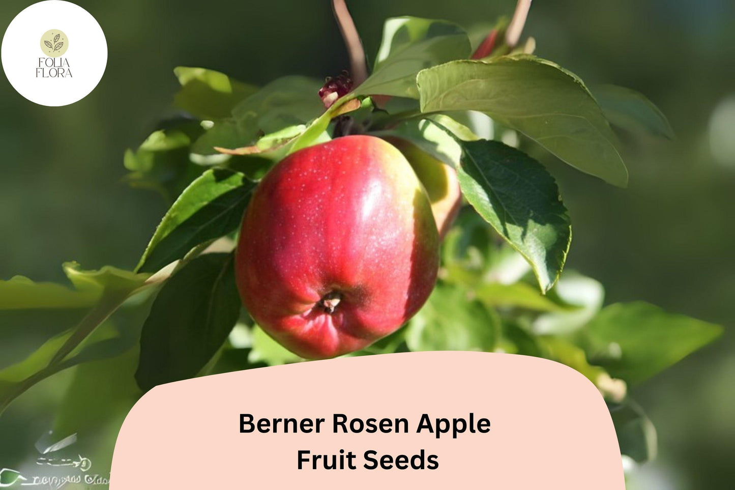 25+ Berner Rosen Apple Seeds for Planting | Swiss Heirloom Apple Tree | Sweet Aromatic Fruit | Rare Garden Orchard Seeds