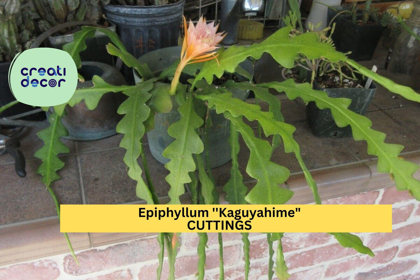 Epiphyllum 'Kaguyahime' Cutting | Rare Small-Flower Orchid Cactus | 1 Unrooted Exotic Starter | Night-Blooming Beauty