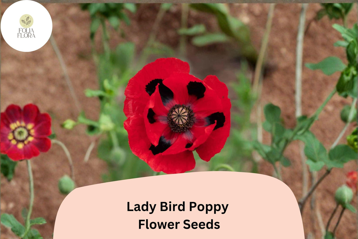 200+ Lady Bird Poppy Seeds for Garden Planting – Scarlet Red Blooms with Black Centers, Easy Wildflower