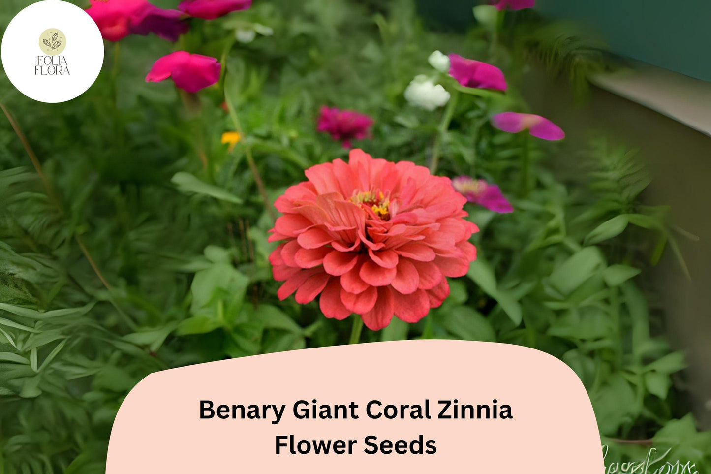 100+ Benary Giant Coral Zinnia Seeds – Large Double Blooms for Cutting Gardens & Summer Borders
