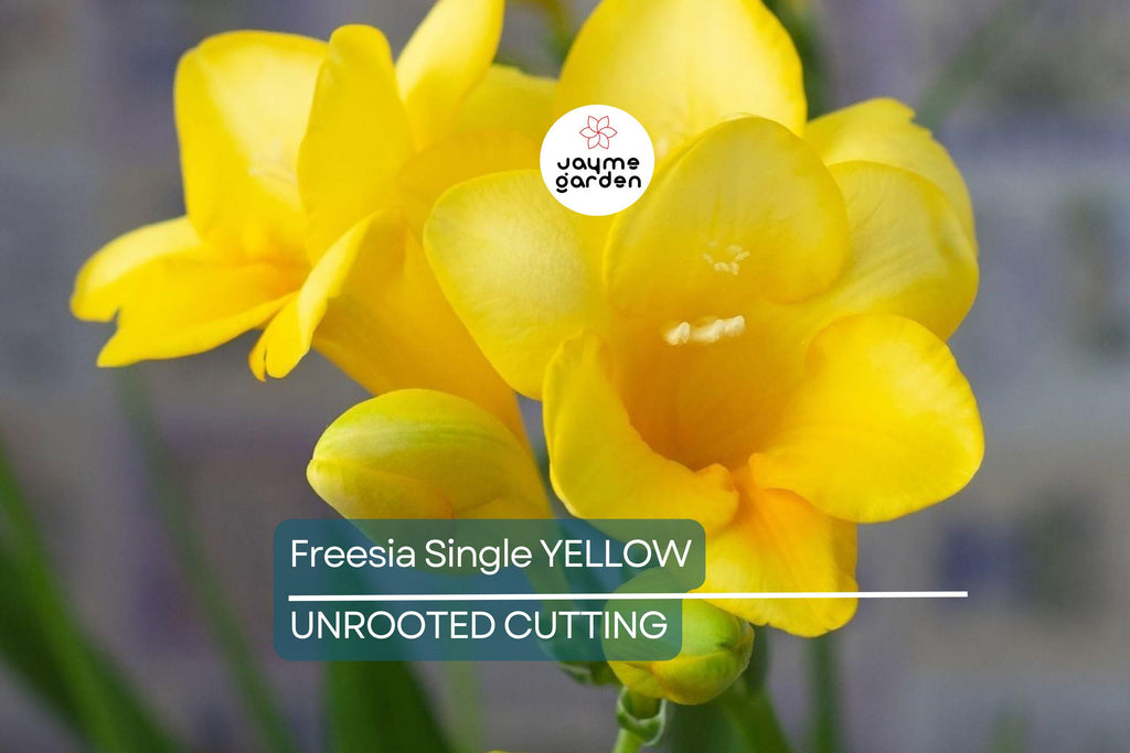 Single Yellow Freesia Bulbs - Fragrant 12-16" Tall Flowers, Deer Resistant, USDA Zones 9-10, Perfect for Gardens & Bouquets
