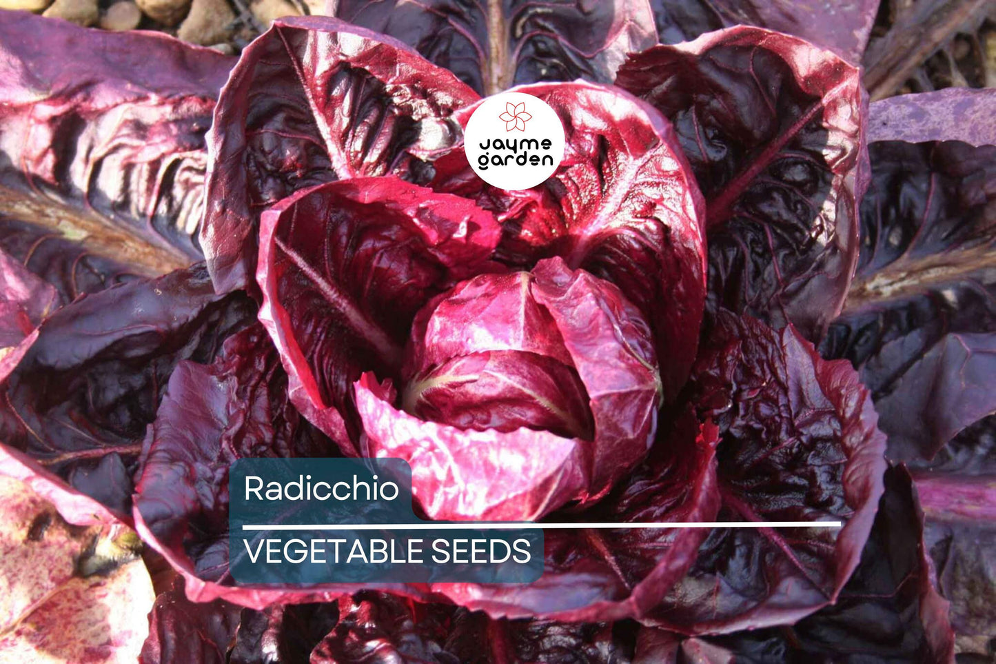 500 Radicchio Seeds - Palla Rosa Heirloom, Non-GMO, Italian Chicory, USA Seller
