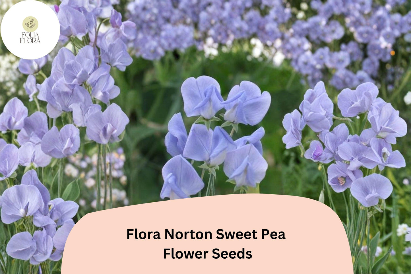 50+ Flora Norton Sweet Pea Seeds | Fragrant Blue Flower for Garden Trellis, Fence & Cut Flowers