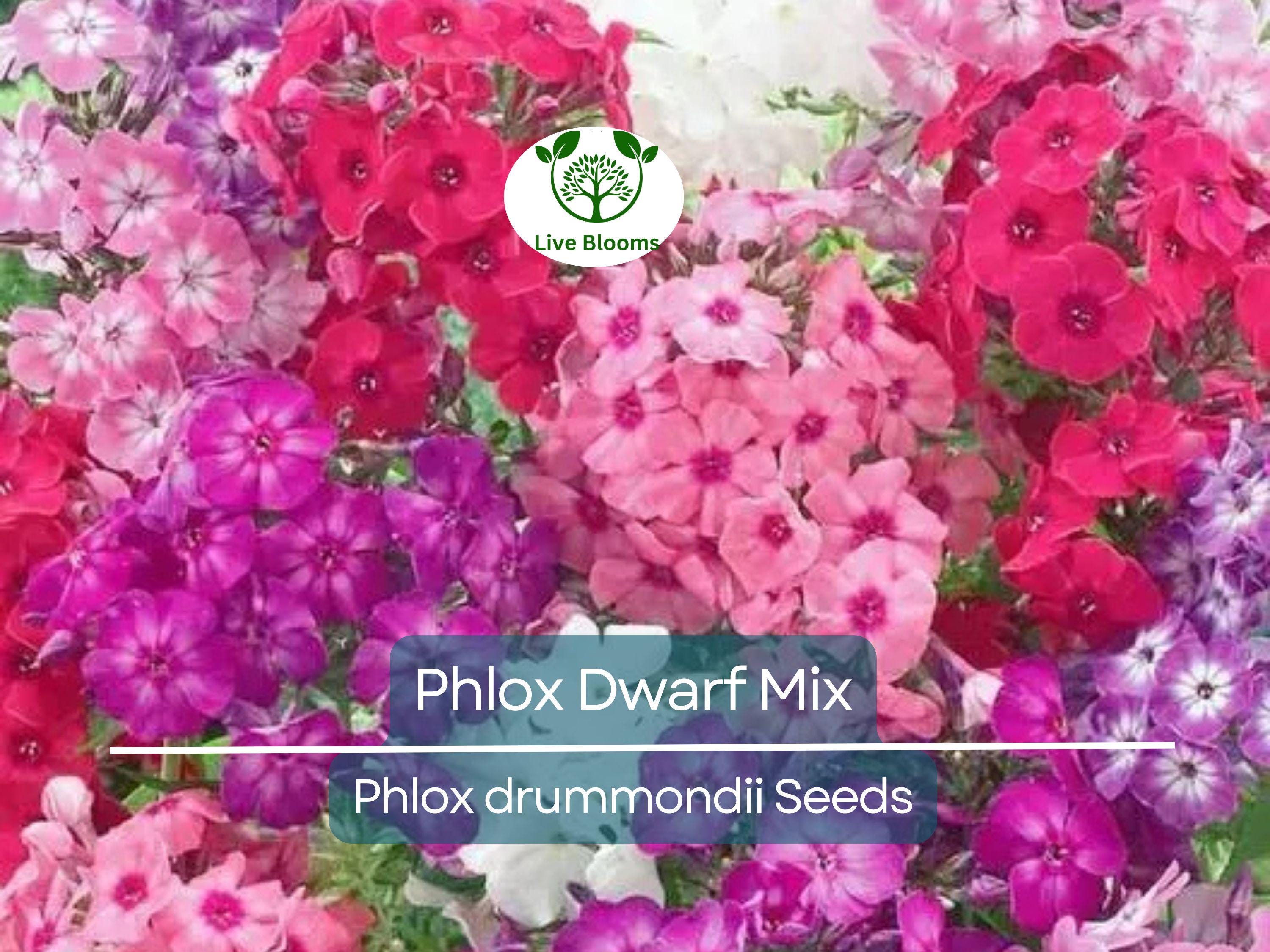 200 Phlox Dwarf Mix Seeds - Heirloom Non-GMO Spring Blooms, 12" Tall, Rock Gardens, Perennial, Phlox drummondii, Garden Flower