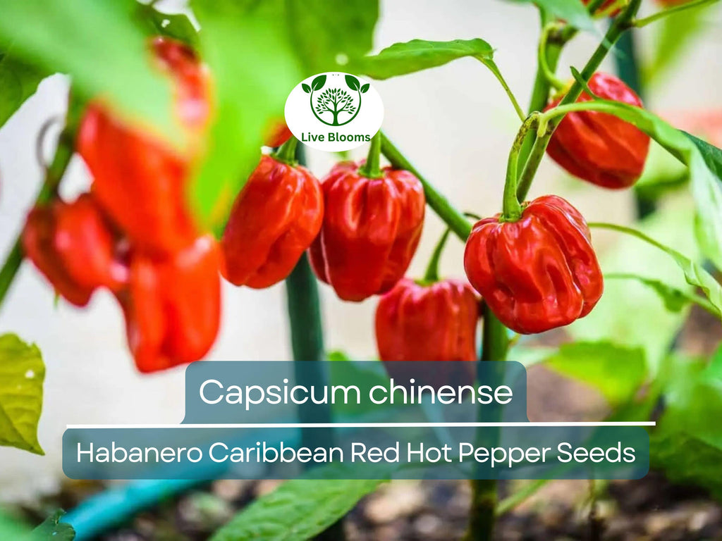 250 mg Habanero Caribbean Red Hot Pepper Seeds - Capsicum chinense | Heirloom Extra-Hot Pepper Seeds for Planting, Spicy Cooking & Gardens