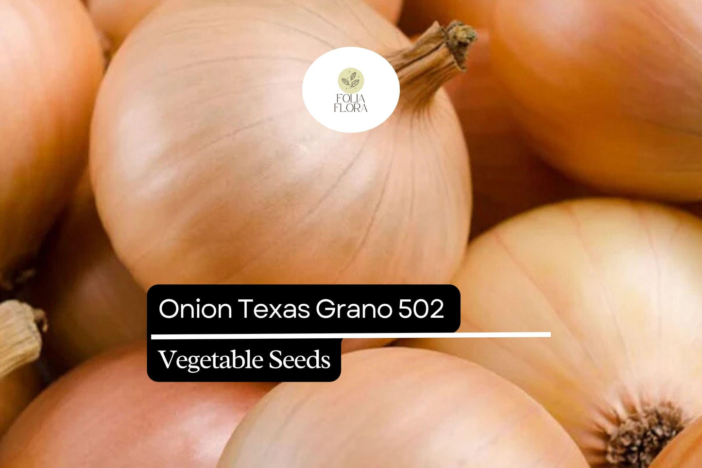 250mg Onion Texas Grano 502 Seeds Allium cepa | Sweet Globe Onion, Non-GMO, Fast-Growing, Ideal for Mild Flavors and Fresh Use