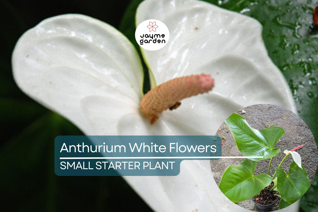 Anthurium Starter Plant - Live Plant with White Flamingo Flowers - Tropical Houseplant for Home, Office, & Decorative Indoor Spaces