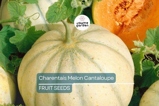 10 Charentais Melon Seeds - Heirloom French Cantaloupe - Organic - Non-GMO - Sweet & Fragrant - Rare Garden Fruit
