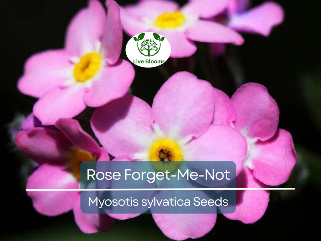 200 Seeds Rose Forget-Me-Not Myosotis Perennial Flowers Ground Cover Border Non-GMO, Easy to Grow, Beautiful Blooms, Garden Plant