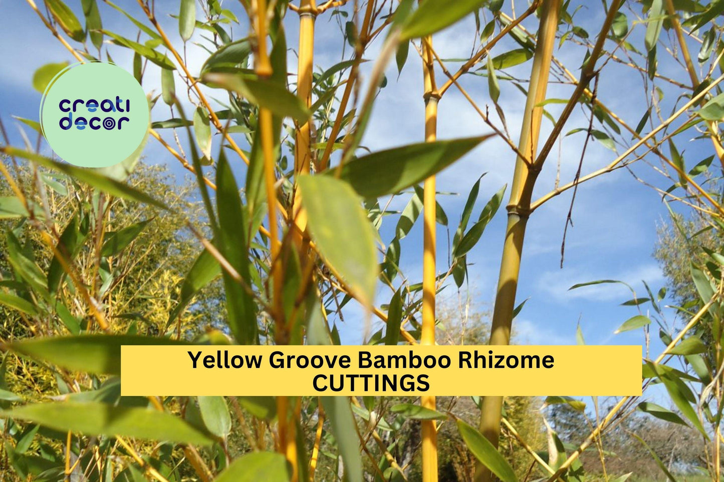 3 Yellow Groove Bamboo Rhizome Cuttings – Phyllostachys aureosulcata | Cold Hardy Bamboo for Zone 5+ | Fast-Growing Privacy Screen