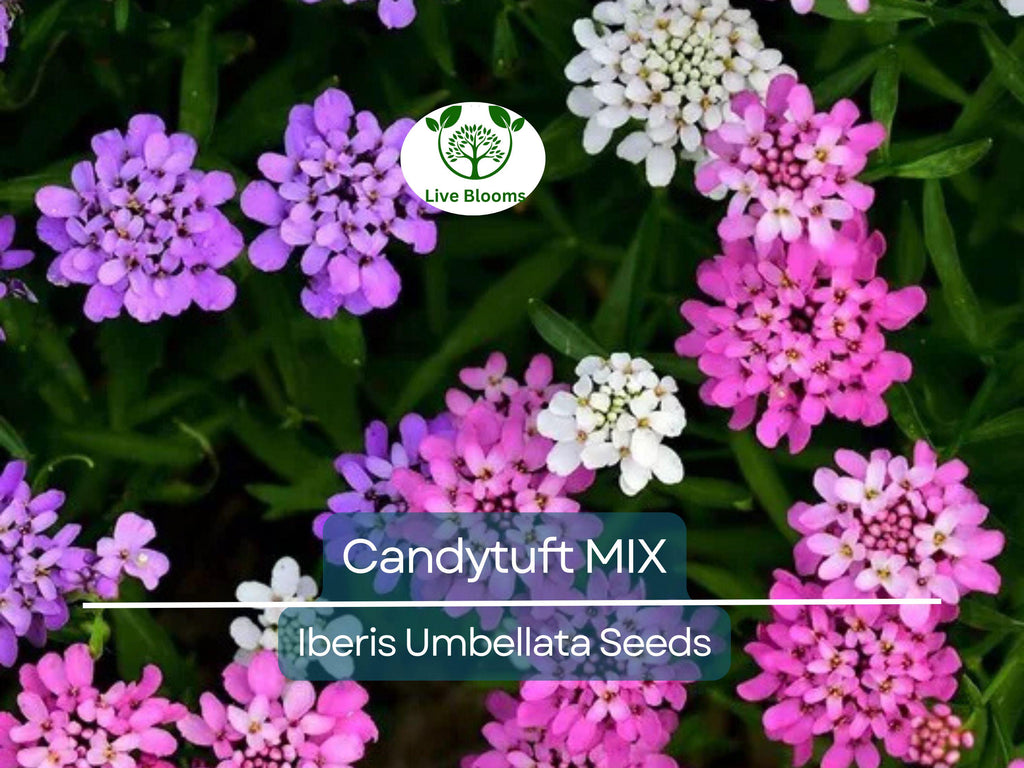 1000 Candytuft MIXED COLORS Seeds, Ground Cover, Pollinators, Fragrant Flowers, Iberis Umbellata, Non-GMO, Hardy, Garden Plants