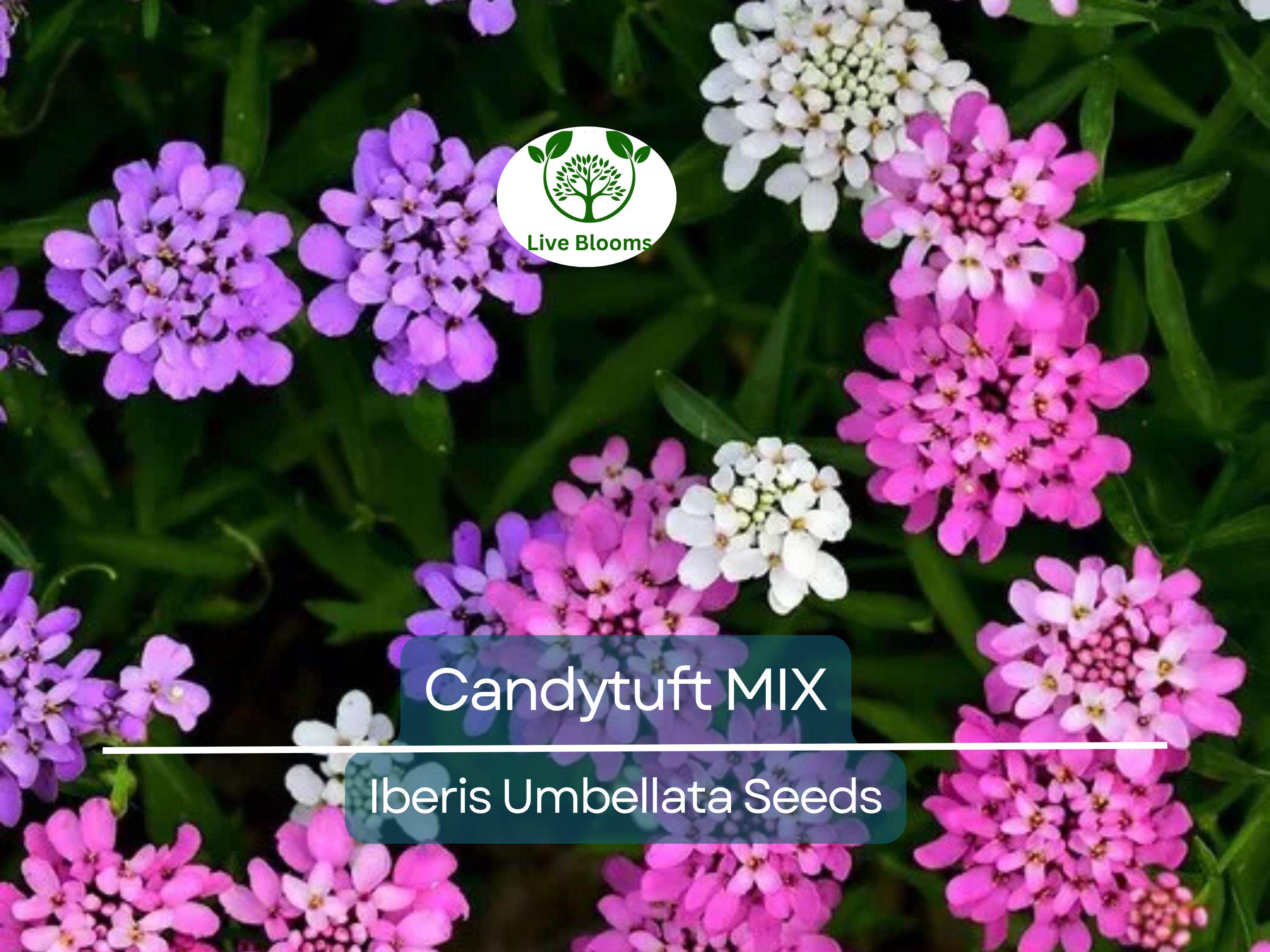 1000 Candytuft MIXED COLORS Seeds, Ground Cover, Pollinators, Fragrant Flowers, Iberis Umbellata, Non-GMO, Hardy, Garden Plants