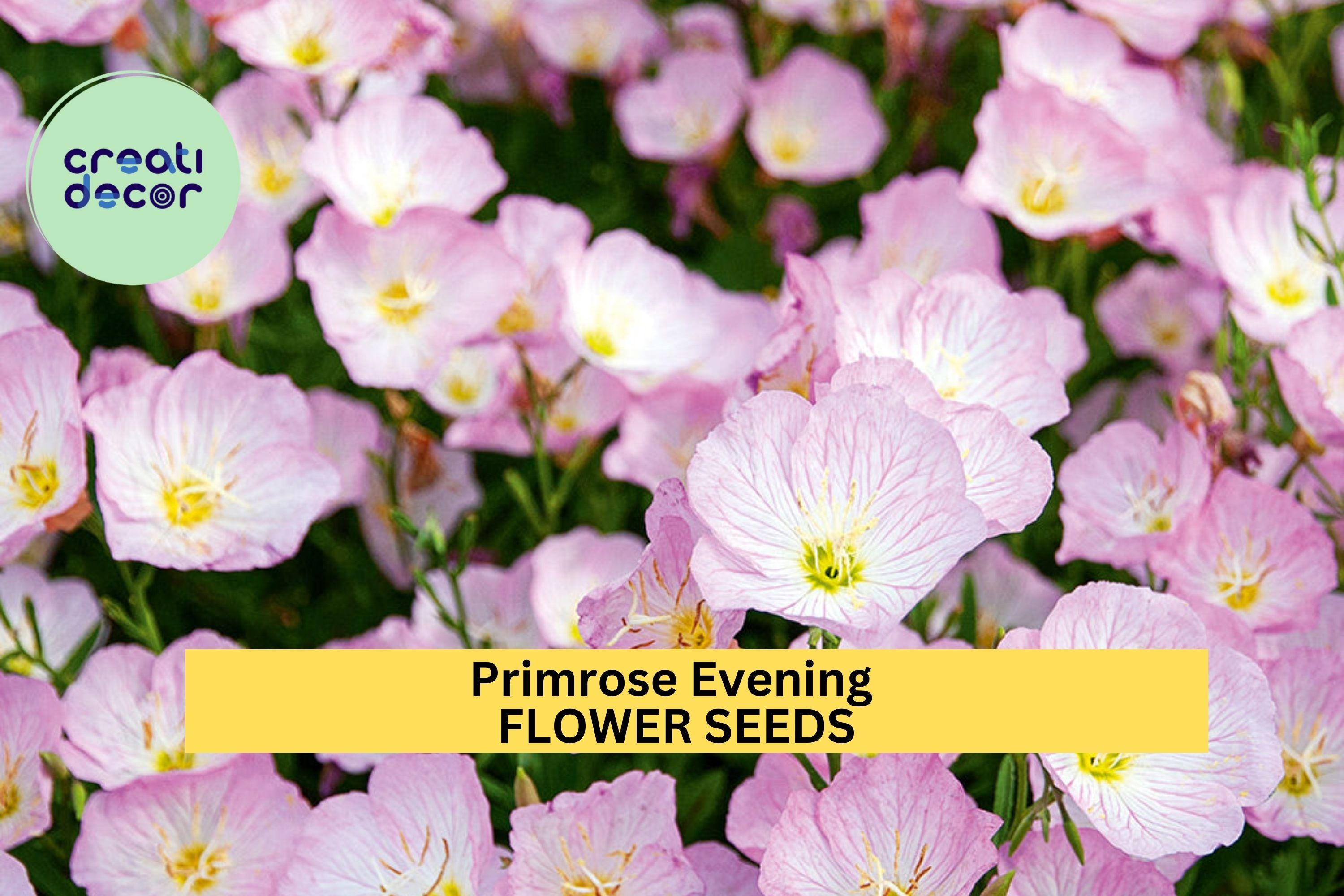 3pcs of 100mg Primrose Evening Seeds – Fragrant Night-Blooming Yellow Flowers for Pollinator & Cottage Gardens Seeds for Planting