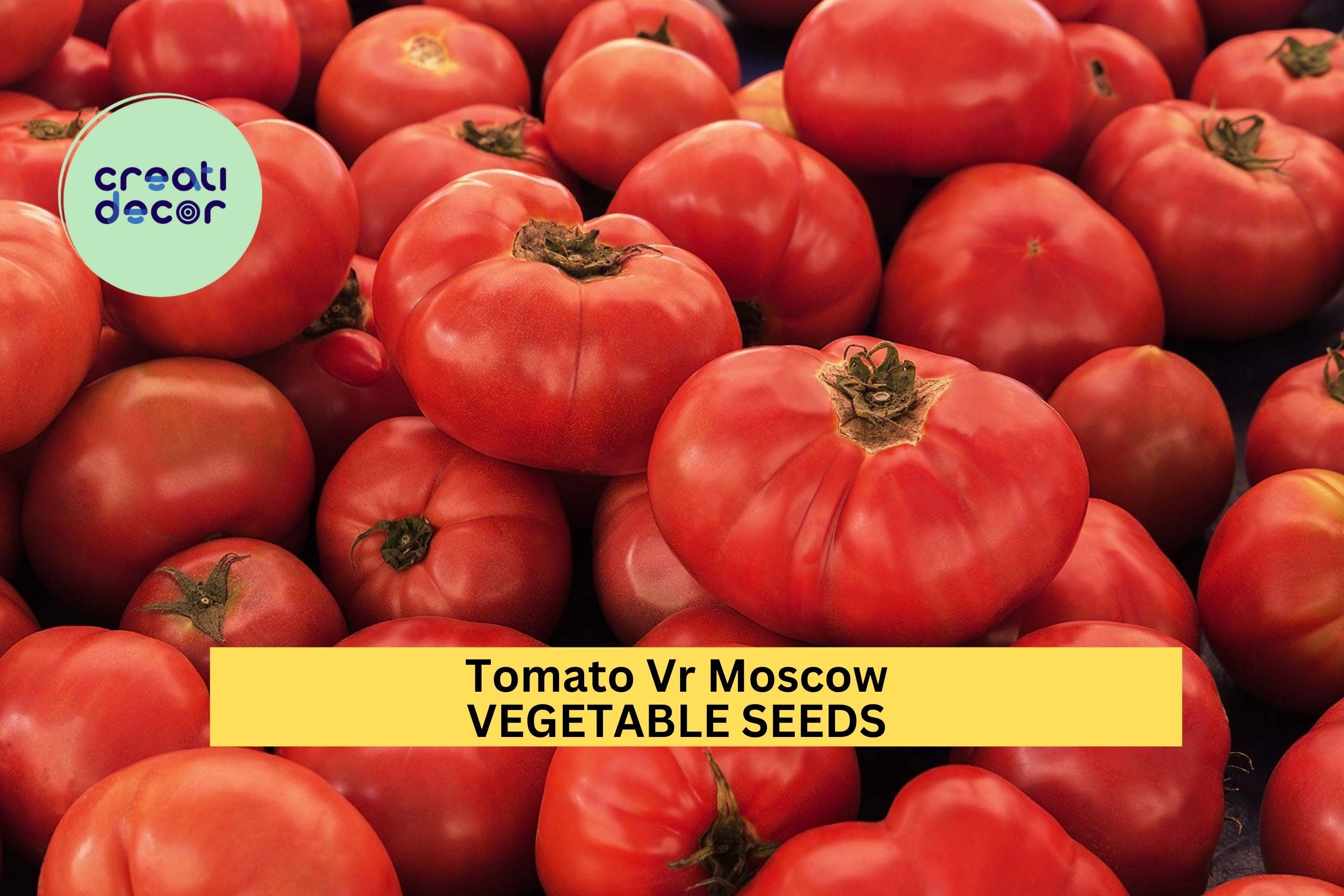 3pcs of 100mg Tomato VR Moscow Seeds – Early Heirloom Variety,Cold Tolerant,Rich Flavor, Great Garden & Container Growing Seeds for Planting