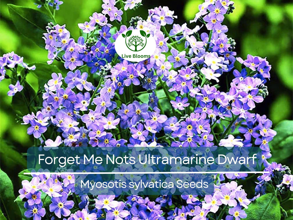 200 Seeds Forget Me Nots ULTRAMARINE DWARF, Blue Biennial Perennial, Non-GMO, Compact Blue Flowers, Perfect for Gardens & Pollinators